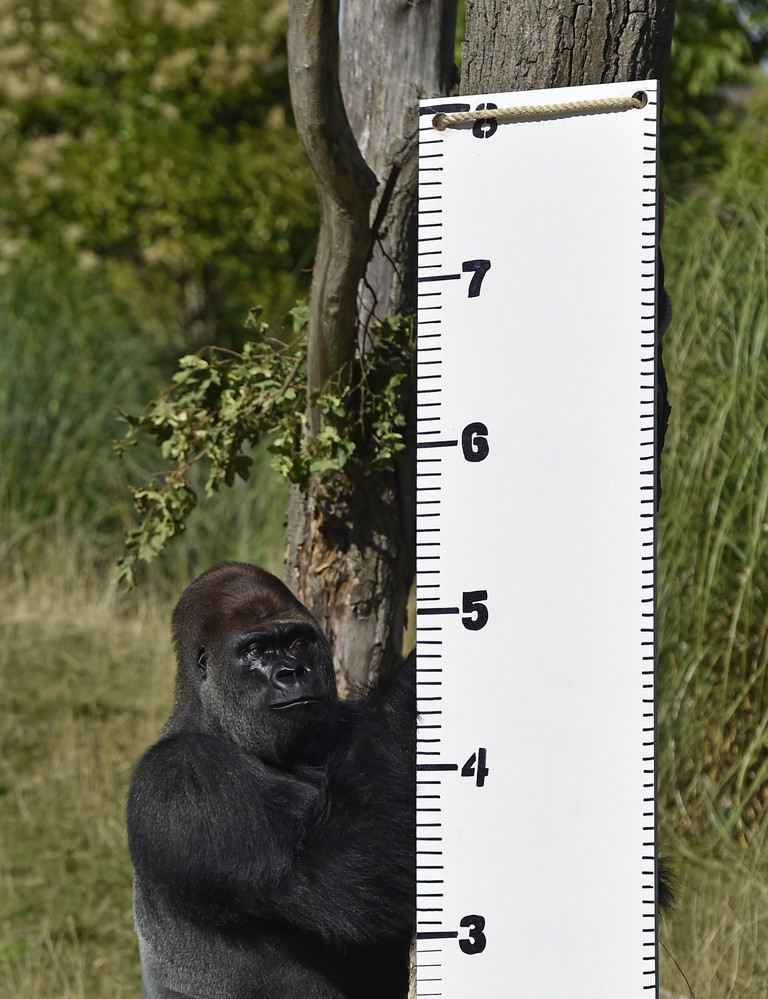 "kimbuka", A Western Lowland Gorilla Stands By A Height Chart That Was Placed In His Enclosure At London Zoo