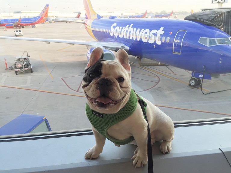 Southwest Airlines Pet Travel