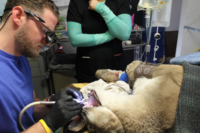 Zoo Crew Dentist